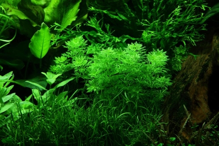 Preview: Limnophila sessiliflora Topf in Einzelverpackung